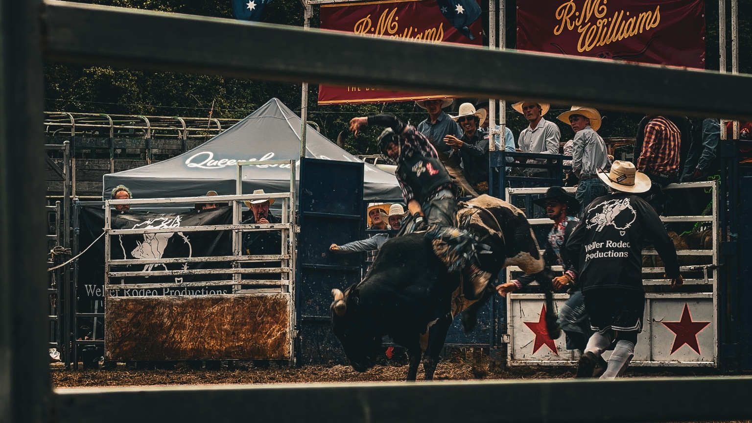 Bull riding action